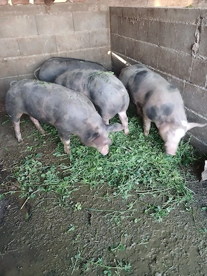 Șoldani de carne 100kg+- - imagine 5