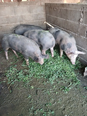 Șoldani de carne 100kg+- - imagine 4