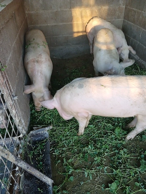 Șoldănei foarte frumoș 100,110kg - imagine 4