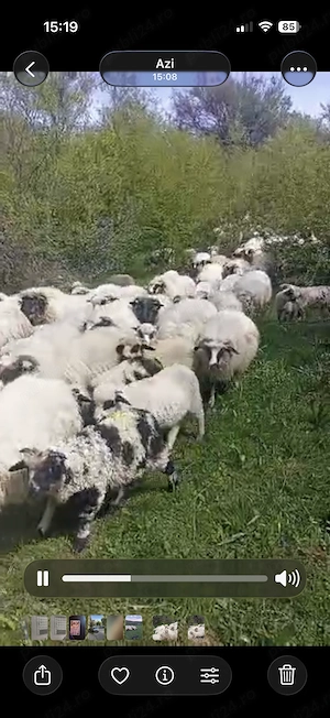 Vând turmă de oi - imagine 5