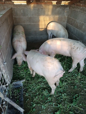 Șoldănei foarte frumoș 100,110kg - imagine 3