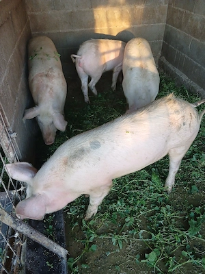 Șoldănei foarte frumoș 100,110kg - imagine 2