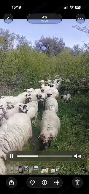 Vând turmă de oi - imagine 4