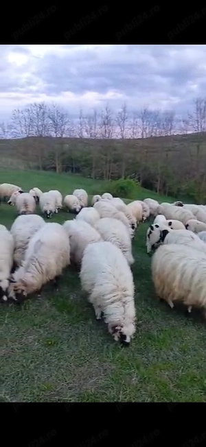 Vând turmă de oi - imagine 2