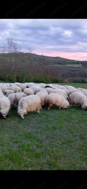 Vând turmă de oi - imagine 3