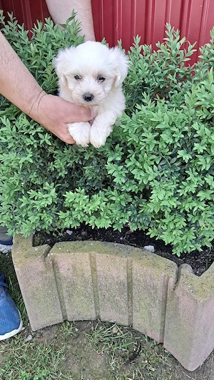 Vând bichoni maltez fetite și băieți 7 saptamani - imagine 2