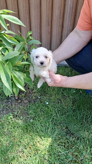 Vând bichoni maltez fetite și băieți 7 saptamani - imagine 3