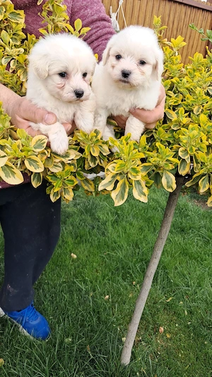 Vând bichoni maltez fetite și băieți 7 saptamani - imagine 4