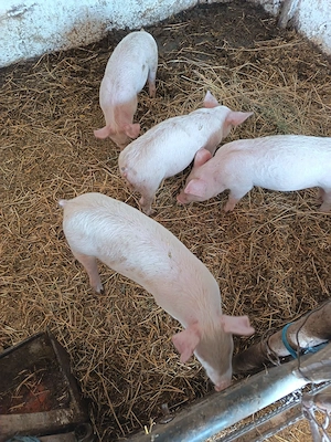 vând purcei de carne  - imagine 2