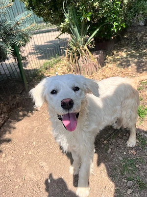 Donez femela golden retriever 