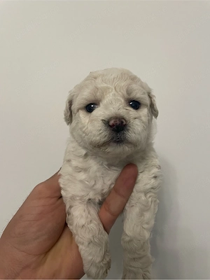 Bichon maltipoo mini toy  - imagine 2