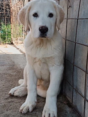 Ciobanesc Asia Centrala