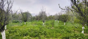  Casa Găești – Aproape de Centru, 1600 mp Teren Generos - Livada Gradina - imagine 13