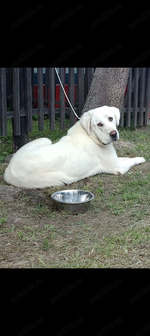 Asia Centrala femela  - imagine 2