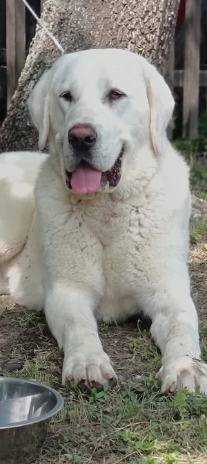 Asia Centrala femela  - imagine 3