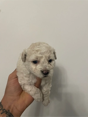 Bichon maltipoo mini toy  - imagine 4