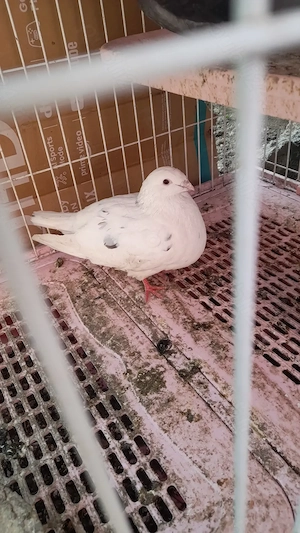 Porumbei voiajori galateni  - imagine 2