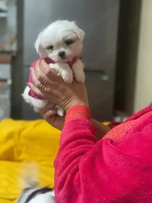 Câine de vanzare - imagine 2