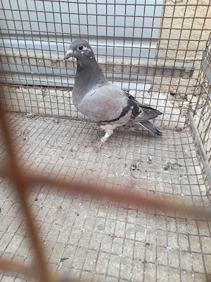 Porumbei voiajori galateni  - imagine 3