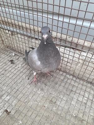 Porumbei voiajori galateni  - imagine 4