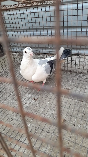 Porumbei voiajori galateni  - imagine 5