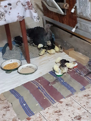 Pui de curcă de vânzare  - imagine 2