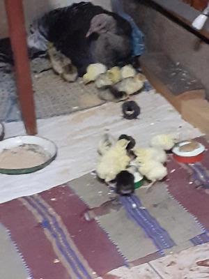 Pui de curcă de vânzare  - imagine 3