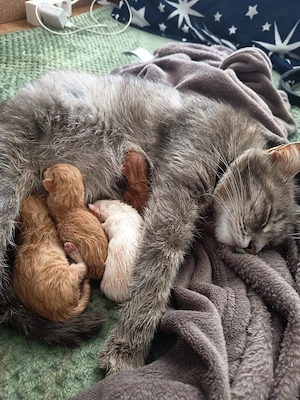 Donez de urgență pisicuță cu 4 pui!