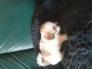   Catelusi dragalasi și iubitori! - imagine 2