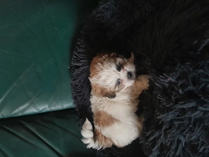   Catelusi dragalasi și iubitori!