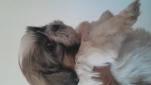   Catelusi dragalasi și iubitori! - imagine 4