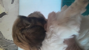   Catelusi dragalasi și iubitori! - imagine 3