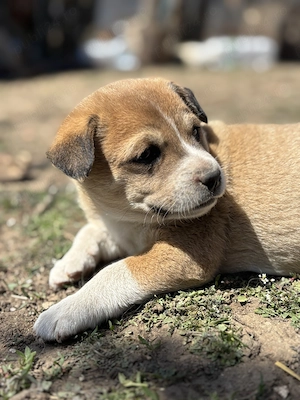 Donez puiuti de talie medie