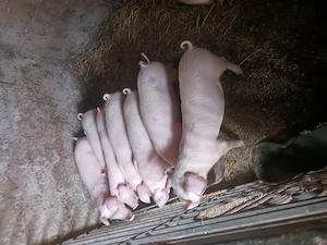 Vind purcei landrace