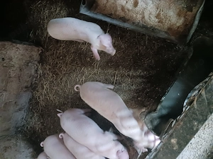 Vind purcei landrace - imagine 2