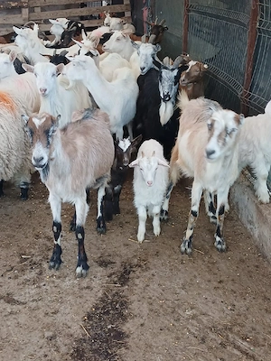 vând urgent capre bune de lapte  - imagine 3