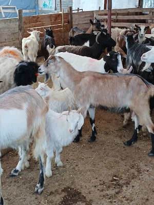 vând urgent capre bune de lapte 