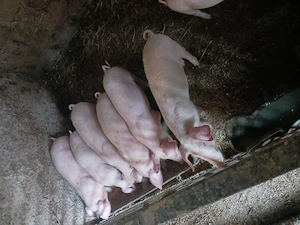 Vind purcei landrace - imagine 3