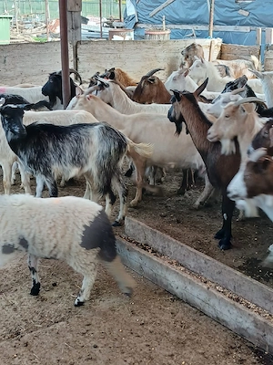 vând urgent capre bune de lapte  - imagine 2