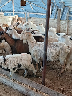 vând urgent capre bune de lapte  - imagine 5