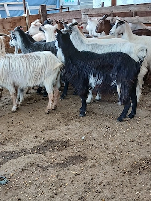 vând urgent capre bune de lapte  - imagine 4