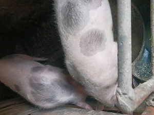 Vind porci de carne pietran 