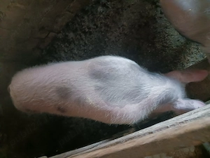 Vind porci de carne pietran  - imagine 2