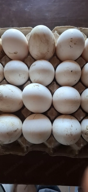 Boboci gasca si oua de incubatie