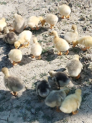 Boboci gasca si oua de incubatie - imagine 3