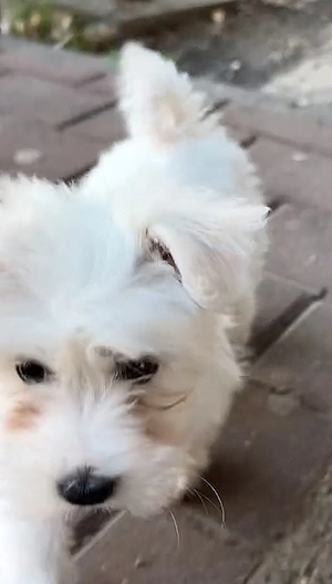 vând bichon rasă pură  - imagine 2