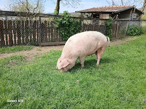 porc de vanzare - imagine 2