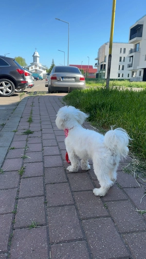 vând bichon rasă pură  - imagine 3