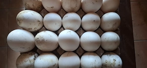 Boboci gasca si oua de incubatie - imagine 2