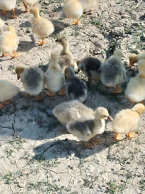 Boboci gasca si oua de incubatie - imagine 4